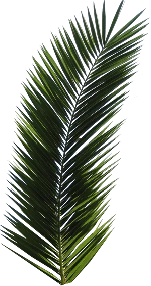 Palm Frond Isolatedon Black PNG image