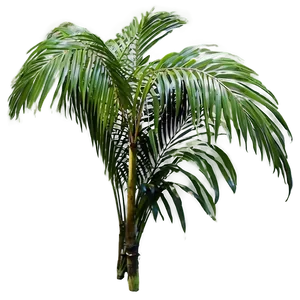 Palm Leaves Arrangement PNG 05252024 PNG