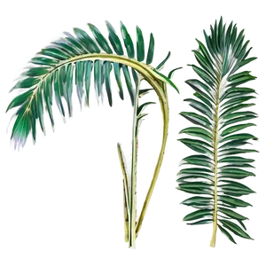 Palm Leaves Arrangement PNG Bln PNG