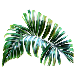 Palm Leaves Art PNG 05252024