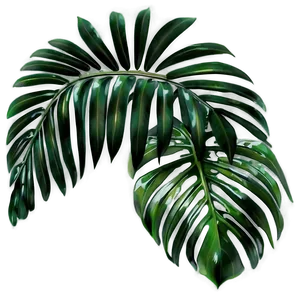 Palm Leaves Background PNG 4