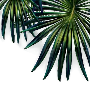 Palm Leaves Background PNG Jhs