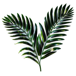 Palm Leaves Clipart PNG 05252024