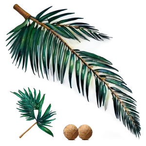 Palm Leaves Collection PNG 05252024