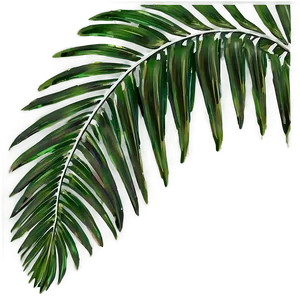 Palm Leaves Composition PNG Inh PNG