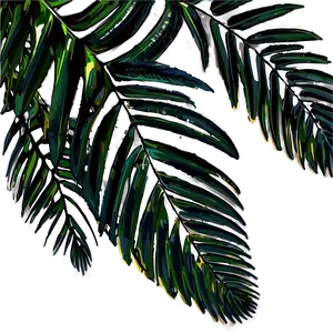 Palm Leaves Composition PNG Rhm PNG