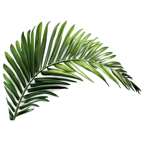 Palm Leaves Design PNG Xia