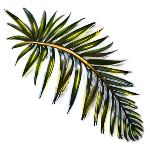 Palm Leaves Drawing PNG 05252024