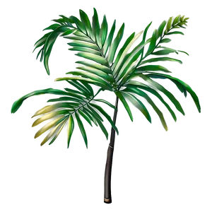 Palm Leaves Drawing PNG Pvd64