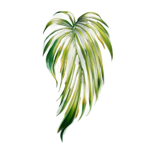 Palm Leaves Drawing PNG Tsv