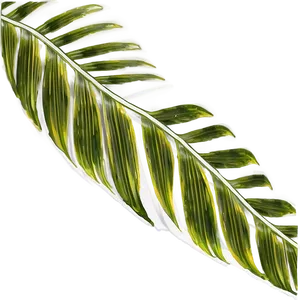 Palm Leaves Frame PNG Vrg
