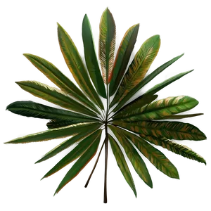 Palm Leaves Illustration Png Sbt44 PNG image