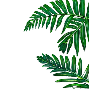 Palm Leaves Outline PNG 84
