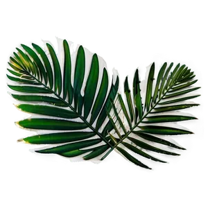 Palm Leaves Overlay PNG Eih