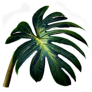 Palm Leaves Overlay PNG Jxj