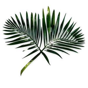 Palm Leaves Overlay PNG Wtt36
