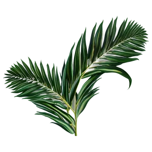Palm Leaves Print PNG 05252024