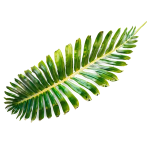 Palm Leaves Print PNG Iyk57 PNG