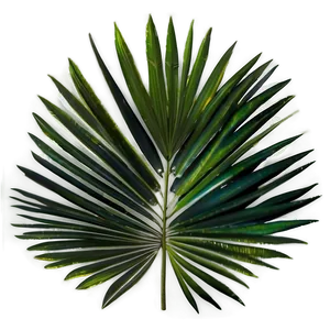 Palm Leaves Seamless PNG Xnp8 PNG