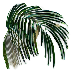 Palm Leaves Shadow PNG 97 PNG