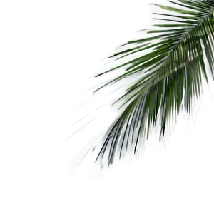 Palm Leaves Shadow PNG Wkw83 PNG