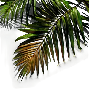 Palm Leaves Shadow PNG Wos PNG