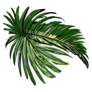 Palm Leaves Sketch PNG 05252024