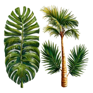 Palm Leaves Sketch PNG Ewx47