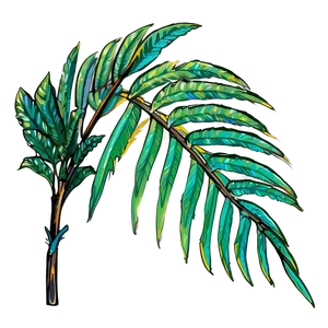 Palm Leaves Sketch PNG Hlh PNG