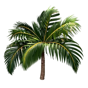 Palm Leaves Texture PNG Oew23
