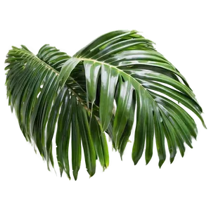 Palm Leaves Texture PNG Rdx99 PNG