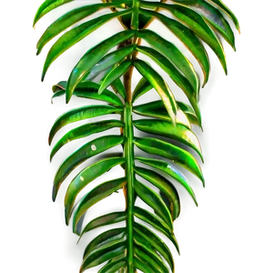 Palm Leaves Texture PNG Wsb