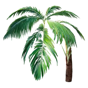 Palm Leaves Wallpaper PNG 5
