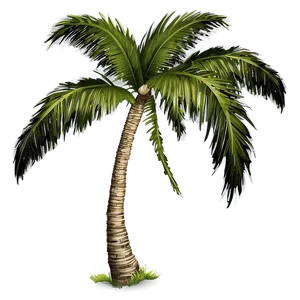 Palm Tree Illustration PNG Evt PNG