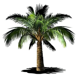 Palm Tree Shadow Png Hwj5 PNG image