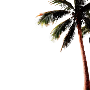 Palm Tree Sunset Background PNG Xbs90 PNG