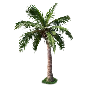 Palm Trees B PNG image