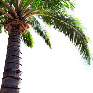 Palm Trees Clipart PNG 41