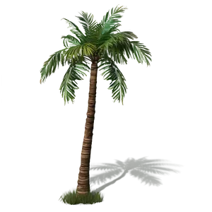 Palm Trees D PNG image