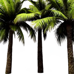 Palm Trees In Paradise PNG Ojw72