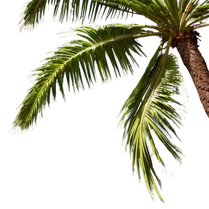 Palm Trees In Wind PNG 97