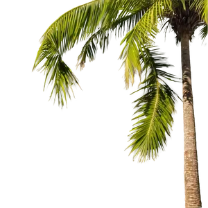 Palm Trees Landscape PNG 05042024 PNG