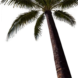 Palm Trees Landscape Png 45 PNG image