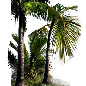 Palm Trees Landscape PNG Erb PNG