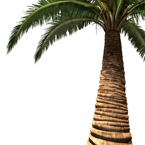 Palm Trees With Coconuts PNG Ppf36 PNG