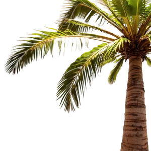 Palm Trees With Sun Flare Png Rgq PNG image