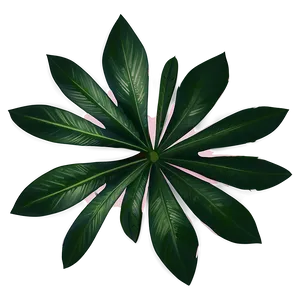 Palm Tropical Leaf PNG 06122024