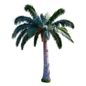 Palmera D PNG image