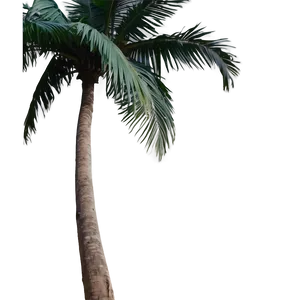 Palmera Sunset Cruise PNG 06262024
