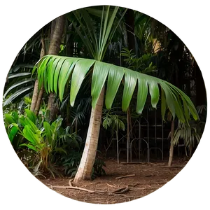 Palmera Wildlife Habitat Png 06262024 PNG image